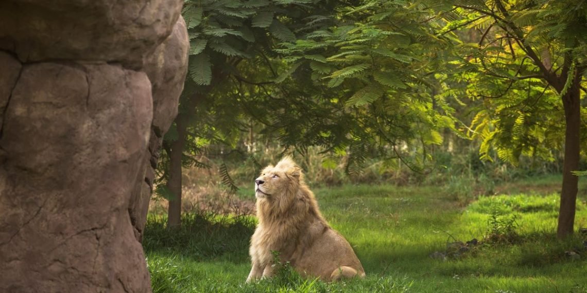 سفاري دبي بارك