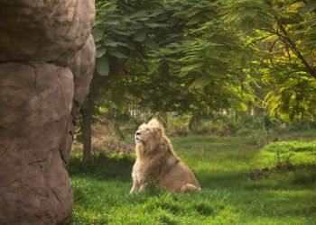 سفاري دبي بارك