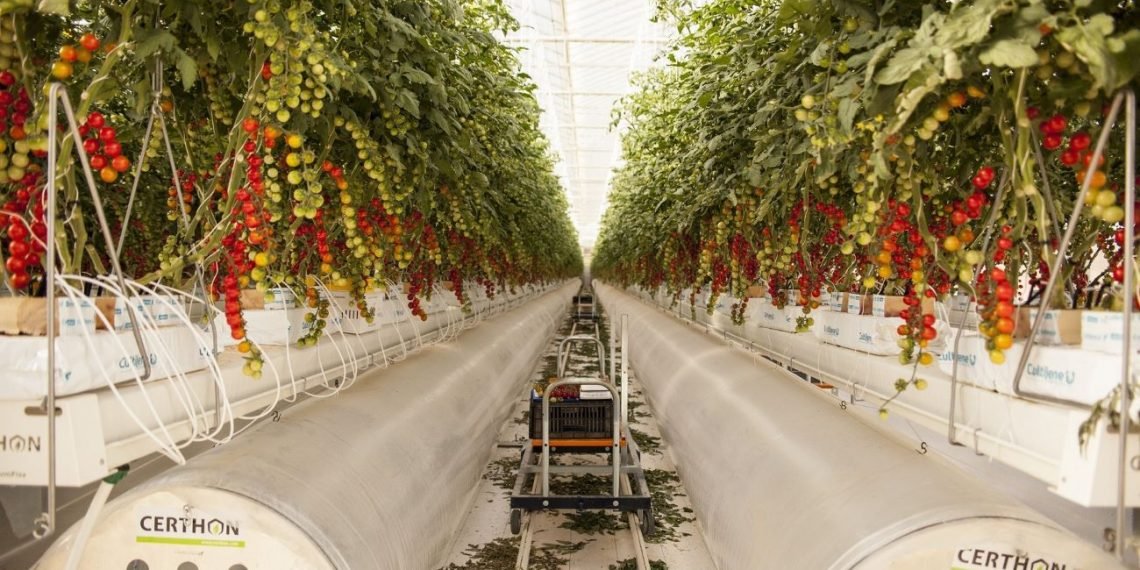 بيور هارفست تفوز بـ 100 ألف دولار