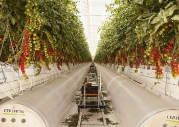 بيور هارفست تفوز بـ 100 ألف دولار