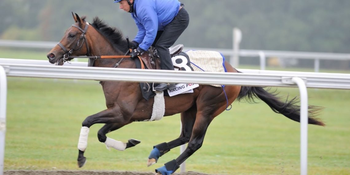 خيول جودلفين-دبي