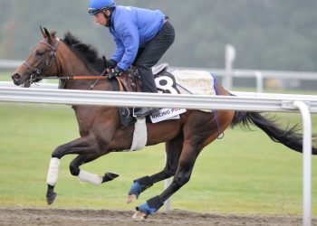 خيول جودلفين-دبي