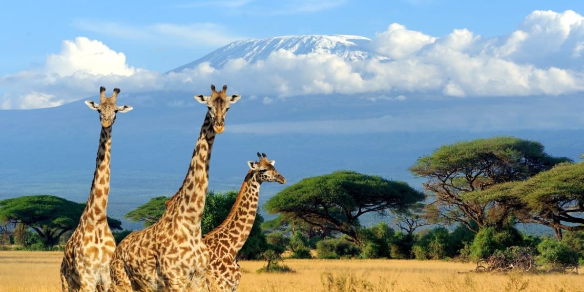 جبل كليمنجارو -تنزانيا